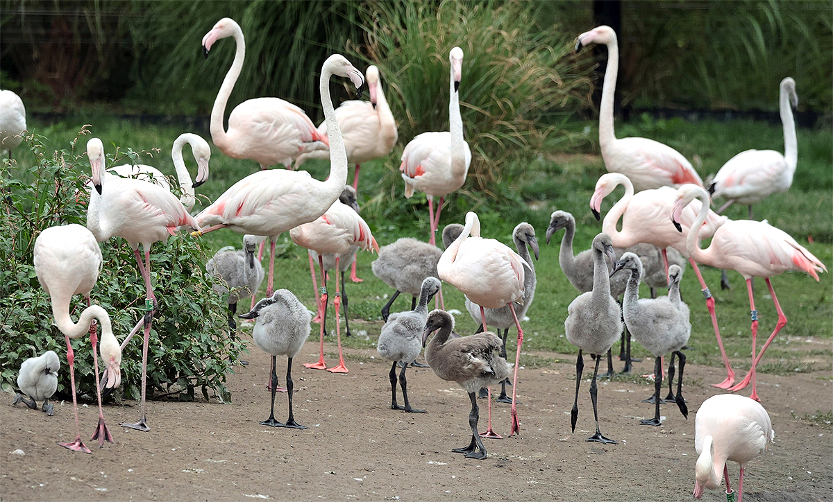 De flamingo’s doen het goed in Blijdorp