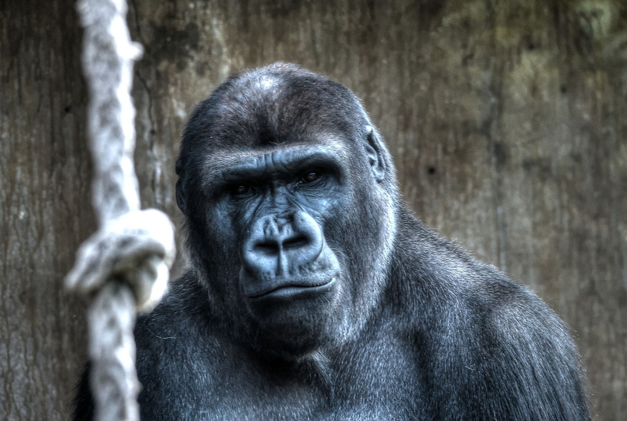 Diergaarde Blijdorp neemt afscheid van de gorilla’s