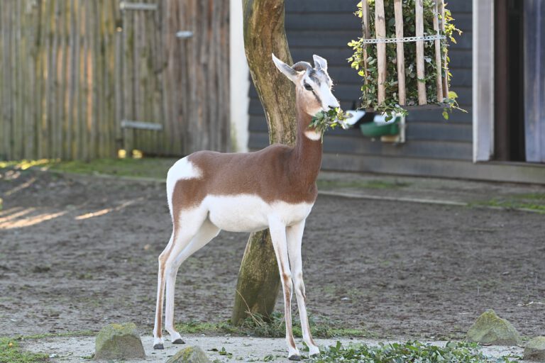 Diergaarde Blijdorp gaat het anders doen