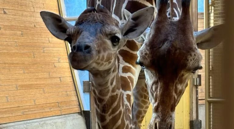 Nieuwe Blijdorp-bewoner: girafje geboren!