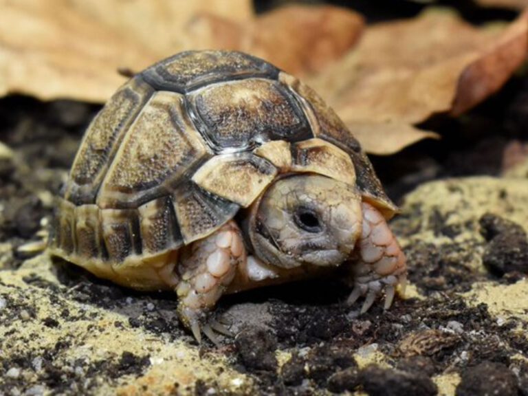 Mini-schildpad geboren in Blijdorp