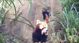 Blijdorp verwelkomt jonge rode panda