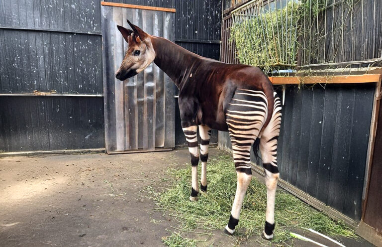 Nieuwe okapi Toka in Diergaarde Blijdorp