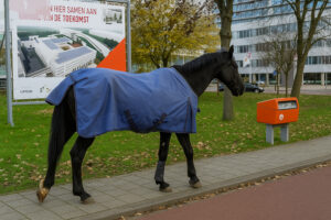 Geschrokken paard belandt op de A20 bij Franciscus Gasthuis
