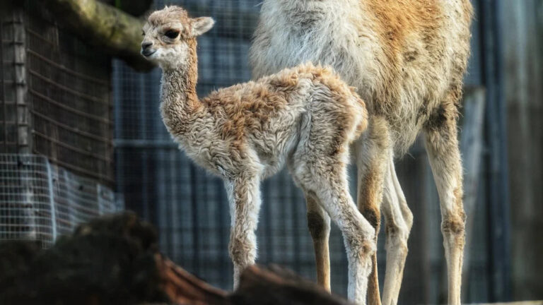 Vicuña geboren in Blijdorp – zeldzaam Andessoortje zet eerste stappen in Rotterdam