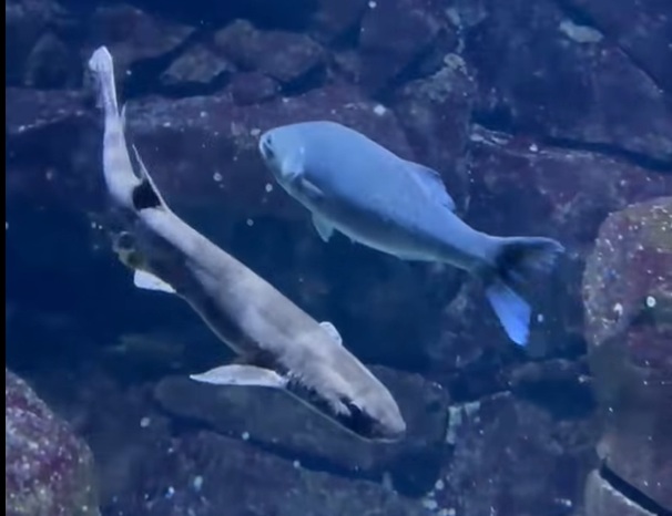 Hondshaai laat zich van haar mooiste kant zien in Blijdorp: verzorger filmt zeldzaam moment