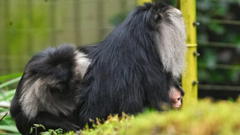 Baardaapje geboren in de Maleise Bosrand