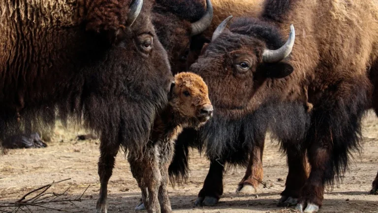 Babybizon geboren in Blijdorp, tweede geboorte in één week
