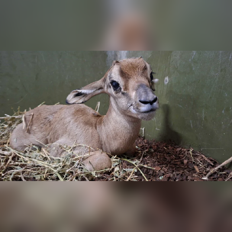 Jong mhorrgazelle geboren in Blijdorp